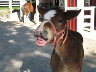 baby-horse