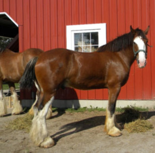 norms-clydesdales2